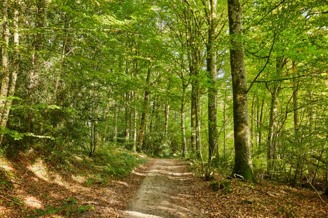 Fôret de la Lucerne